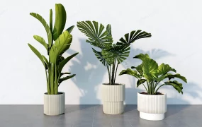 Big Leaf House Plants