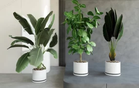 Tall Tropical Indoor Plants