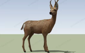 Sika Deer Stag