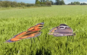 Brown And Orange Butterflies
