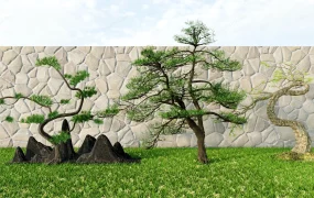 Japanese Garden Pine Trees