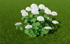 White Hydrangea Macrophylla