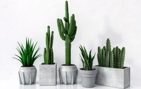 Modern Minimalist Potted Cacti & Succulent Collection