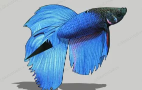 Siamese Fighting Fish