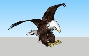 American Bald Eagle