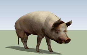Adult Pig