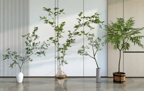 Tall Thin Indoor Plants