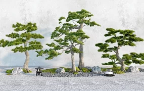 Traditional Japanese Bonsai Garden