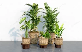 Rattan Planter Houseplants