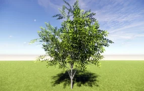 Small Tree