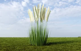 Calamagrostis Reed Grass