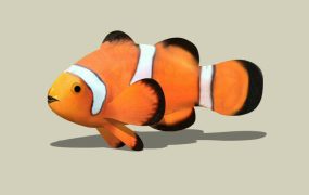 Clownfish