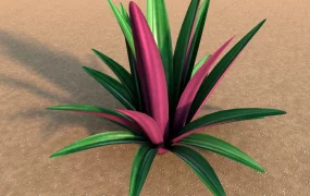 Tradescantia Spathacea