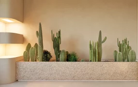 Indoor Cactus Garden