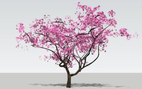 Flowering Peach Tree