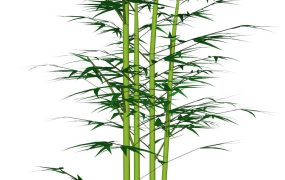 Tall Bamboo Plant
