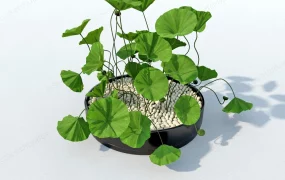 Potted Lotus Plant