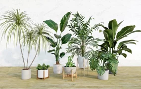 Indoor House Plants