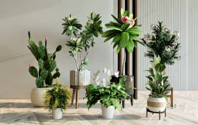 Flowering Indoor Houseplants