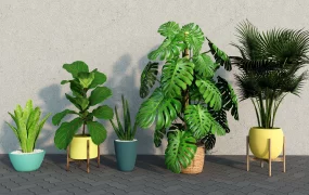 Indoor Floor Plants