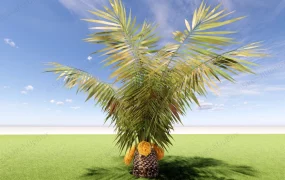 Dwarf Date Palm Tree