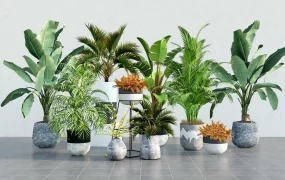 Tropical Foliage Houseplants