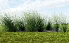 Ornamental Grasses