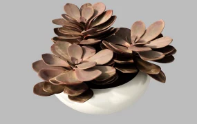 Brown Succulent Plant