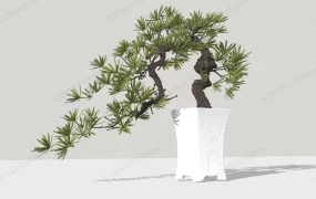 Juniper Bonsai Tree