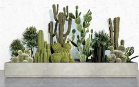 Cactus Garden Design
