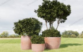 Large Terracotta Plant Pots