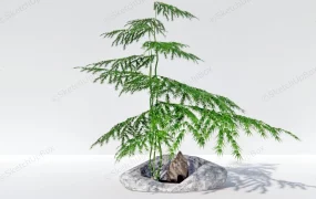 Asparagus Fern Bonsai