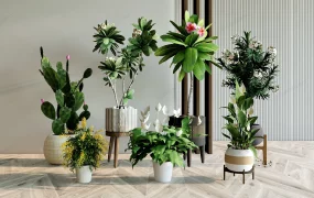 Flowering Indoor Plants