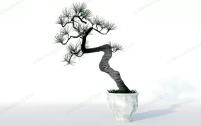 Bonsai Pine Tree