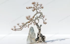 Japanese Red Pine Bonsai Tree