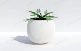 Potted Peace Lily Plant