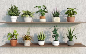 10 Small Indoor Potted Plants