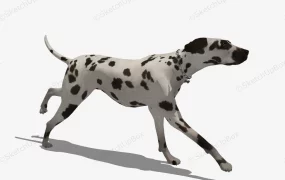 Dalmatian Dog