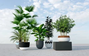 Decorative Home Plants