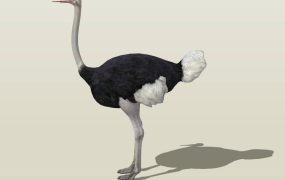 Common Ostrich