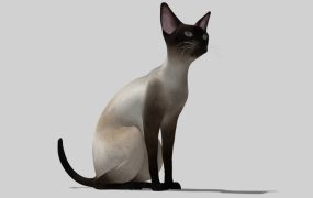 Sitting Siamese Cat