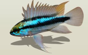 Three-striped Dwarf Cichlid