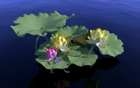 Pink And Yellow Lotus Flowers