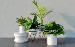 Indoor Garden Plants