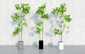 Tall Money Tree Plants