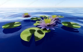 Water Lily Flower