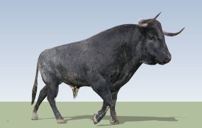 Water Buffalo
