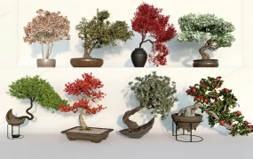 Indoor Bonsai Plants