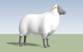 Adult Sheep