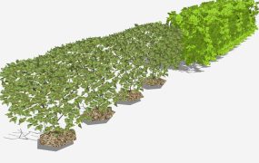 Trees And Shrubs Hedges